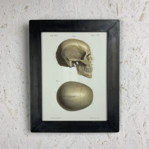 Cadre photo Anatomie LMF Crâne profile