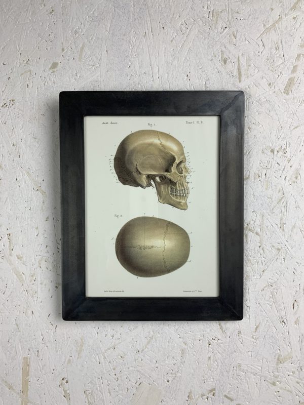Cadre photo Anatomie LMF Crâne profile