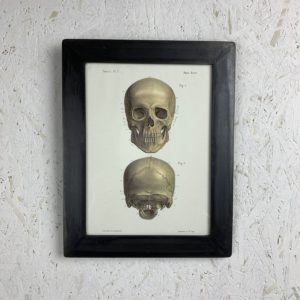 cadre photo Anatomie LMF Crâne Face